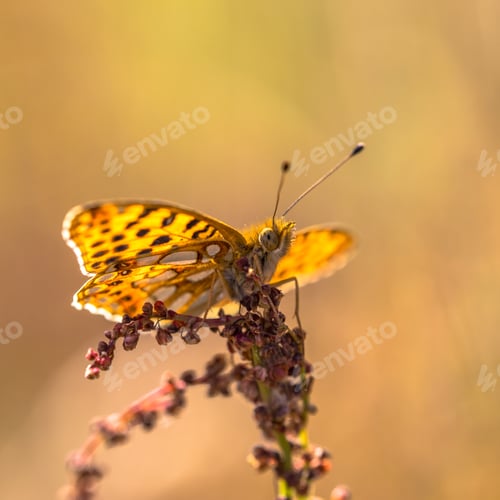 Preview: Queen of Spain fritillary