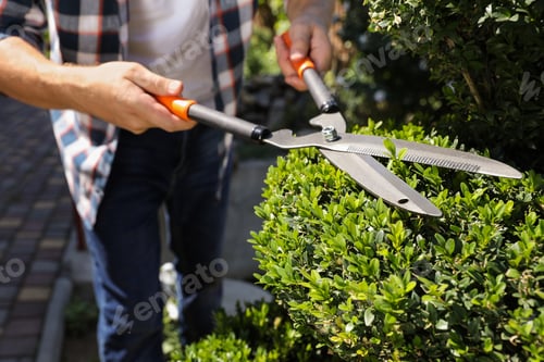 Preview: Man trimming bush on sunny day, closeup. Gardening time