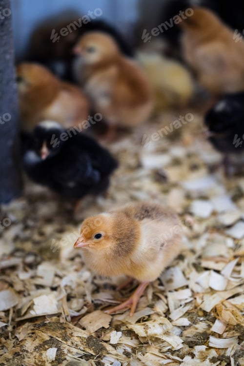 Preview: Baby chicken in chicken farm industry