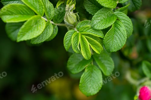 Preview: Abstract green leaves of rose hip background. Natural background, space for text