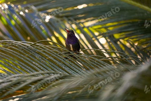Preview: Hummingbird on the tree in nature