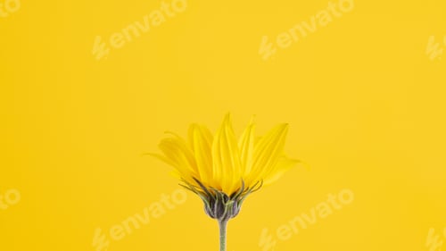 Preview: Yellow flower bud of topinambur on yellow background, top copy space, blurred yellow flower