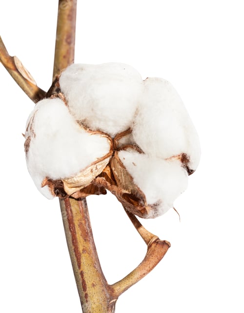 Preview: boll of cotton plant with wool on twig isolated