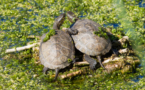 Preview: European pond turtle, Two turtles are sitting embraced on an island in the middle of the pond