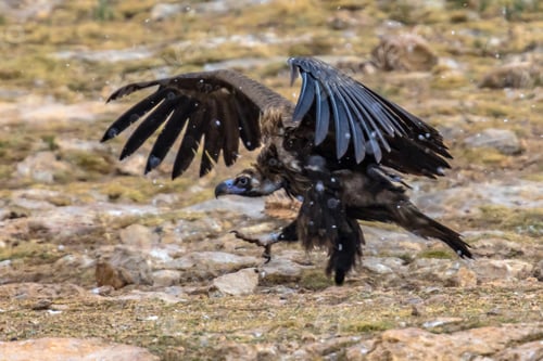 Preview: Cinereous vulture taking off
