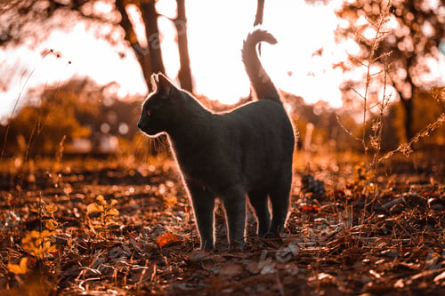 Preview: Grey cat on the ground with freshly fallen autumn leaves.
