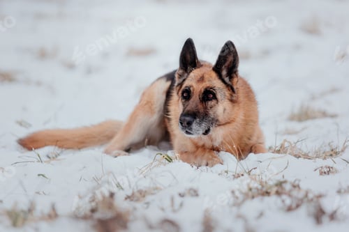 Preview: Purebred German Shepherd dog jumps and runs in the snow. Winter background. Cold season