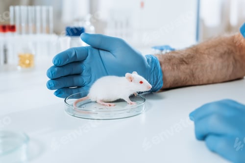 Preview: cropped view of veterinarian in latex gloves near white mouse in petri dish