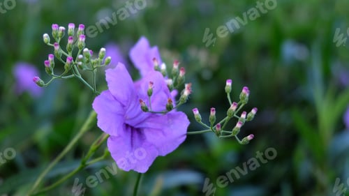 Preview: closeup, Beautiful purple flower plants in a garden.