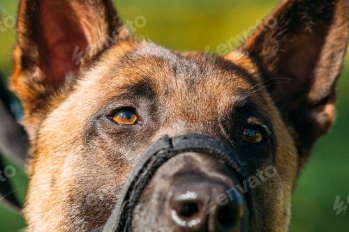 Preview: Close Up Of Malinois Dog With Muzzle. Belgian Shepherd Dog Portr