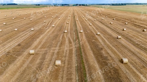 Preview: Harvested field with round hay bales under a clear blue sky in autumn