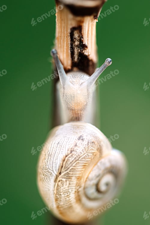 Preview: Extreme close-up of a brown snail with a green background.