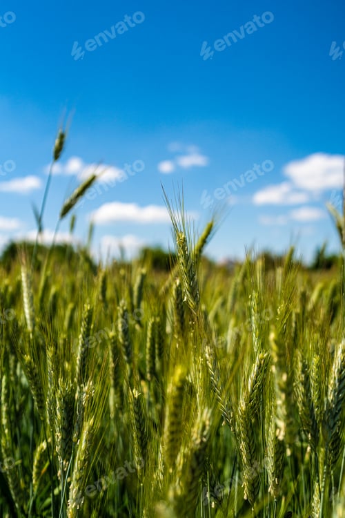 Preview: Lush Green Wheat Field Under a Sunny Sky