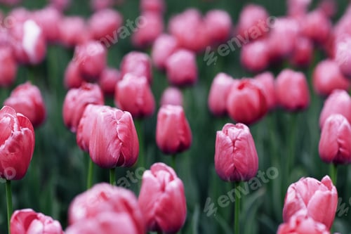 Preview: Spring tulips. Background Color of the year 2023 viva magenta.
