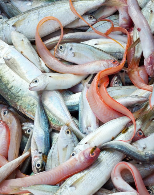 Preview: Freshly caught fish lying on top of each other