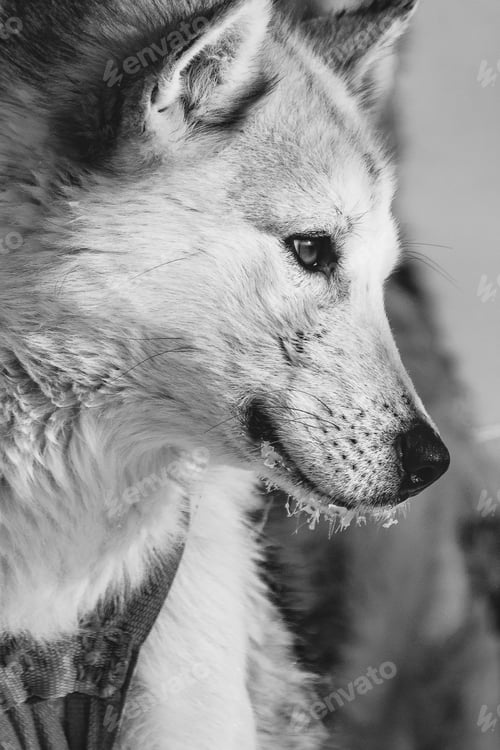 Preview: Closeup of a cute Greenland sled dog