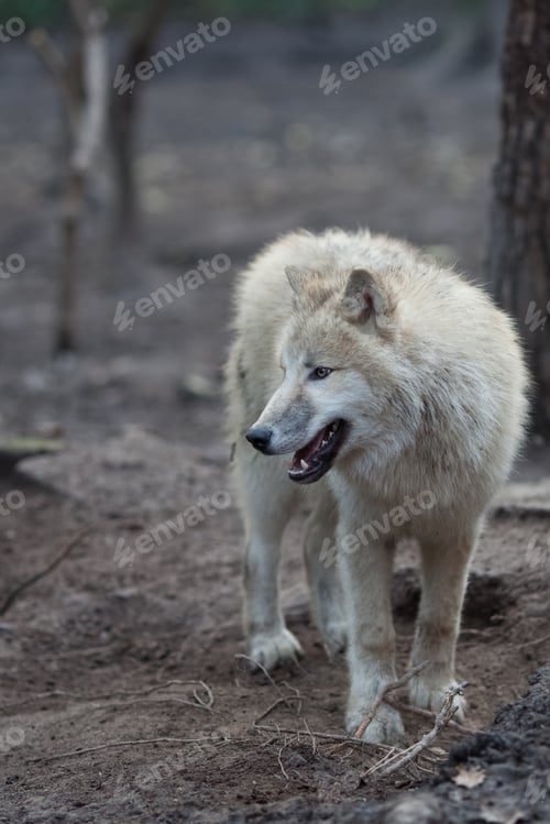 Preview: Close up view of a male wolf (Canis lupus)