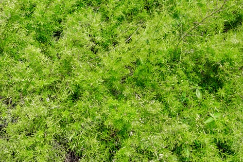 Preview: Top view of green plant. tropical natural texture background.