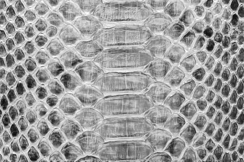 Preview: Gray python leather, skin texture for abstract background.