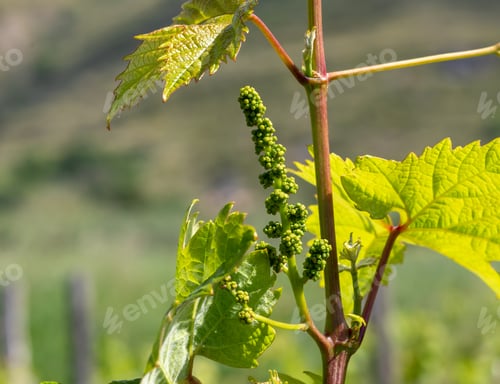 Preview: Young inflorescence of grapes growing on vine branch in vineyard