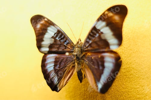Preview: Butterfly