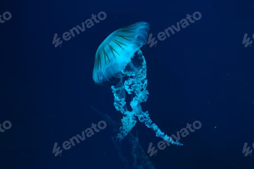 Preview: Jellifish South American Sea Nettle, Chrysaora Plocamia Swimming In Dark Water Of Aquarium