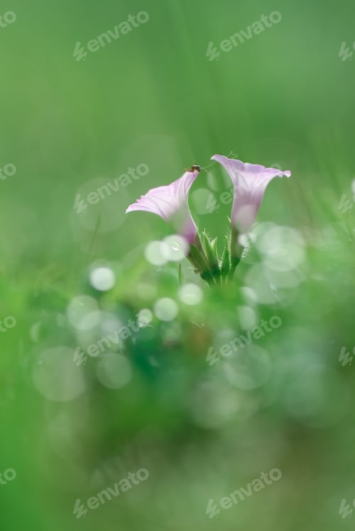 Preview: beautiful flowers and bokeh with sunshine