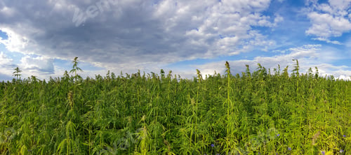 Preview: Panoramic shot of an endless cannabis field.