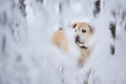 Preview: Dog in winter. Portrait of old labrador retriever in snow covered forest.