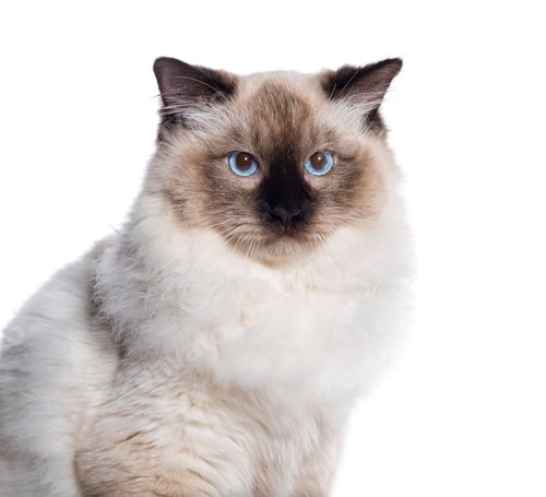 Preview: Seal point ragdoll blue eyed looking at the camera, isolated on white