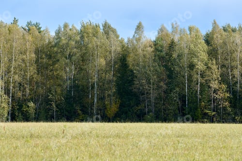 Preview: Green forest with grass on meadow