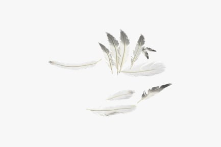 Preview: Delicate Scattered Bird Feathers