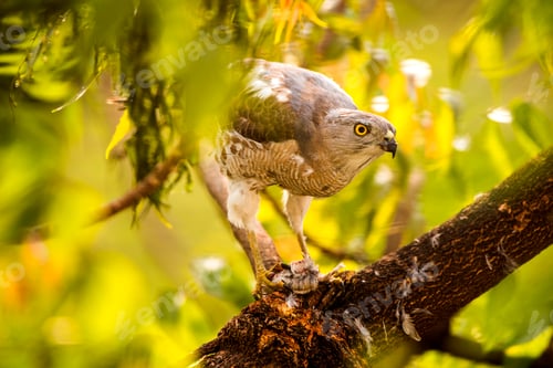 Preview: Eagle eating a freshly caught bird.