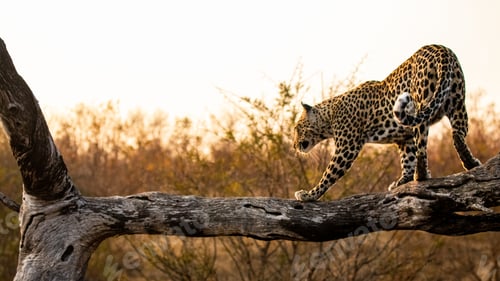 Preview: A leopard, Panthera pardus, balances along a log at sunset
