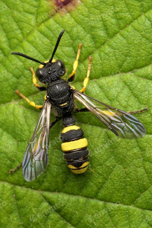 Preview: Close-up of a Ornate Tailed Digger Wasp on a green leaf
