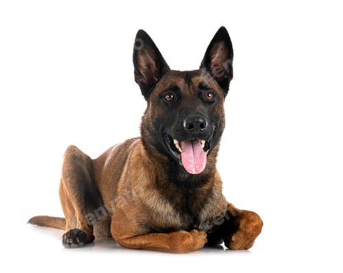 Preview: malinois in studio