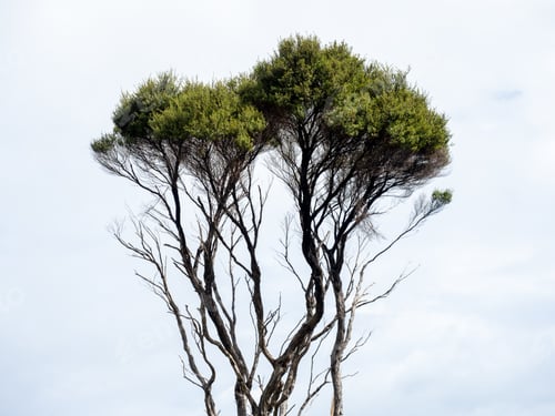 Preview: manuka tree branches with cloudy sky in background