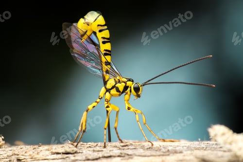 Preview: yellow wasp