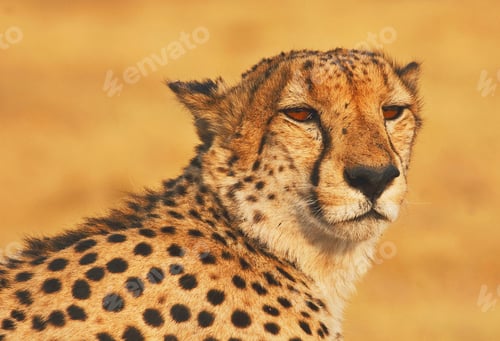 Preview: A Best wildlife destinations in the world