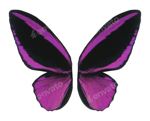 Preview: butterfly wings isolated