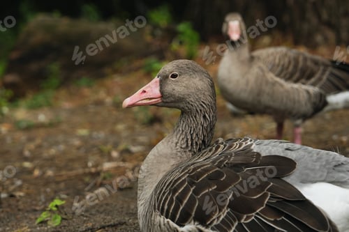 Preview: A pair of geese resting in a serene natural park setting