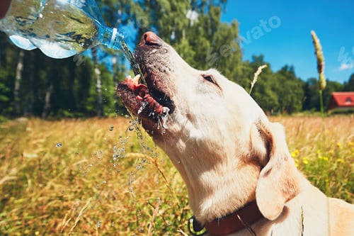 Preview: Summer day with dog in nature. Thirsty yellow labrador retriever drinking water from plastic bottle.