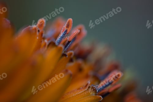 Preview: Dew drops on an aloe plant, Aloe maculata, the edge of a yellow leaf and moisture drops on stamens.