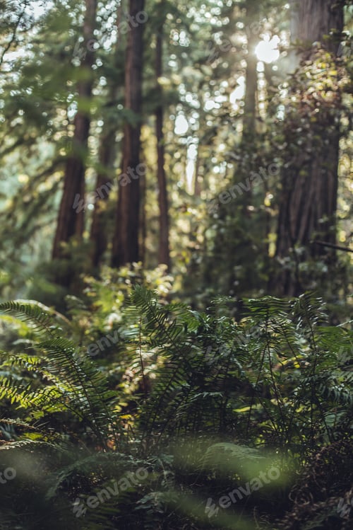 Preview: High green trees in forest in summer