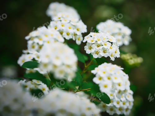 Preview: Close-up of a group of white flowers on a branch of a bush