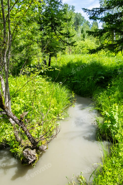 Preview: Lush green forest stream flowing under dense foliage on a sunny day.