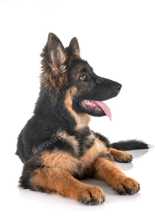 Preview: puppy german shepherd