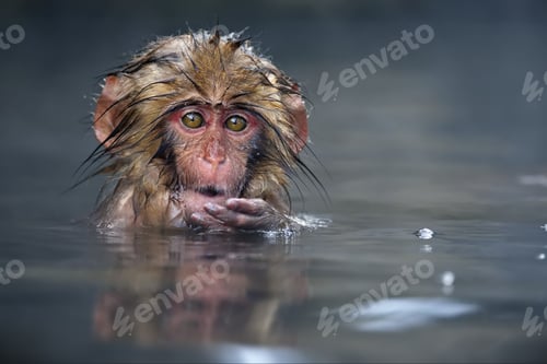 Preview: Close-up of a brown-haired snow monkey taking a bath in the snow in Jigokudani Monkey Park, Japan
