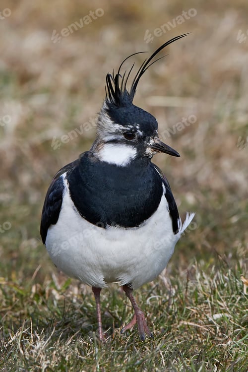 Preview: Northern lapwing (Vanellus vanellus)