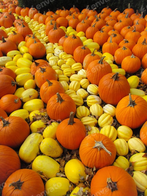 Preview: Orange pumpkins and yellow squash lined up in a decorative Autumn display